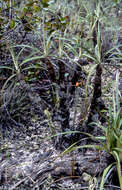 Image de Vellozia tubiflora (A. Rich.) Kunth