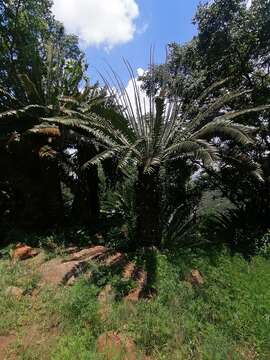 Image of Modjadji Cycad