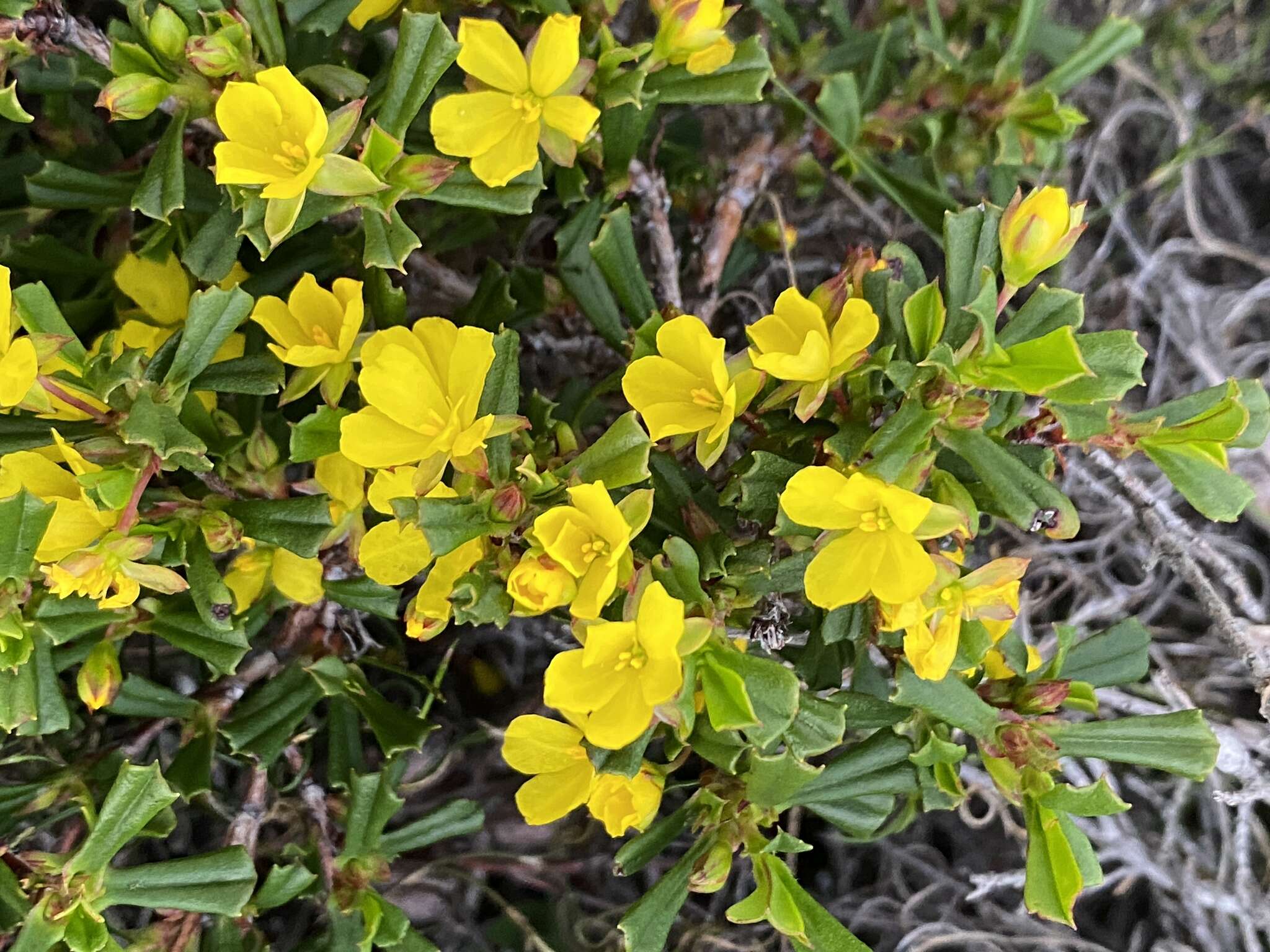 Image of Hibbertia racemosa (Endl.) Gilg