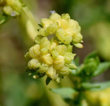 Plancia ëd Valerianella costata (Stev.) Betcke