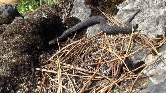 Image of Cross-banded Mountain Rattlesnake