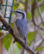 Imagem de Sitta canadensis Linnaeus 1766