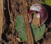 Image of Corybas abellianus Dockrill