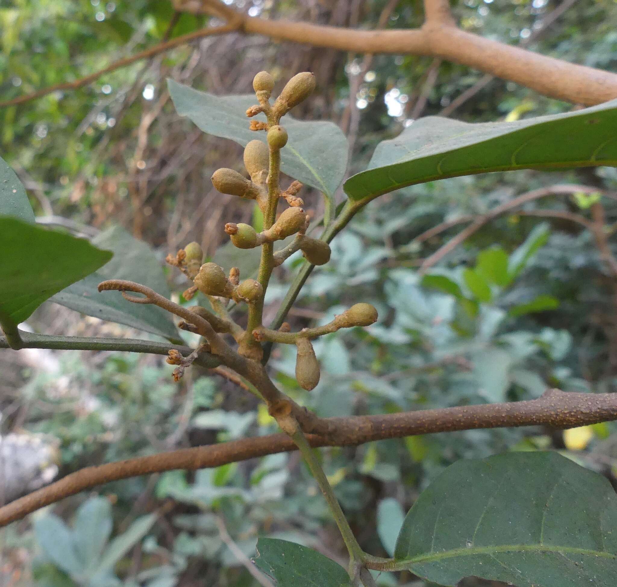 Image of Aglaia elaeagnoidea (A. Juss.) Benth.