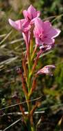 Image of Swartveld Watsonia