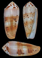 Image de Conus circumcisus Born 1778