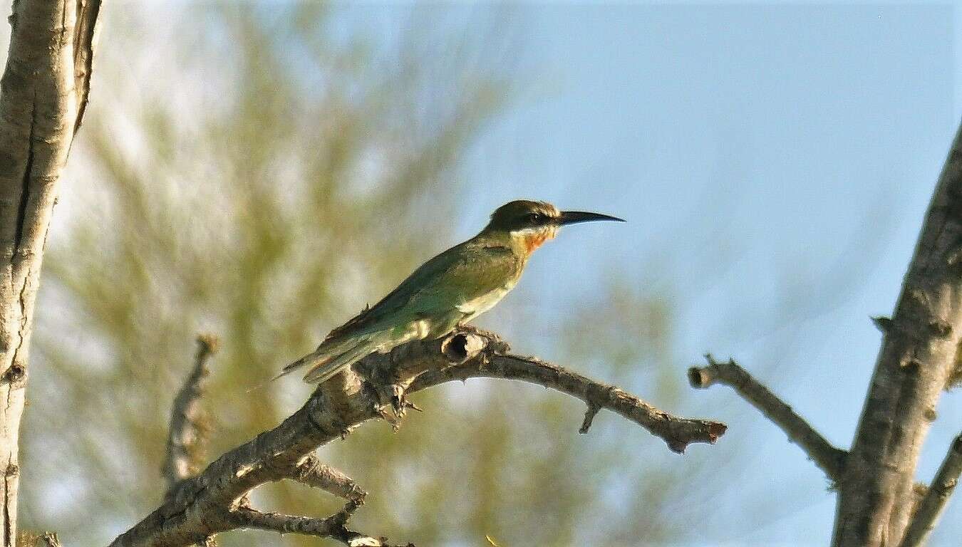 Image of Blue-cheeked Bee-eater