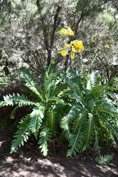 صورة Sonchus congestus Willd.