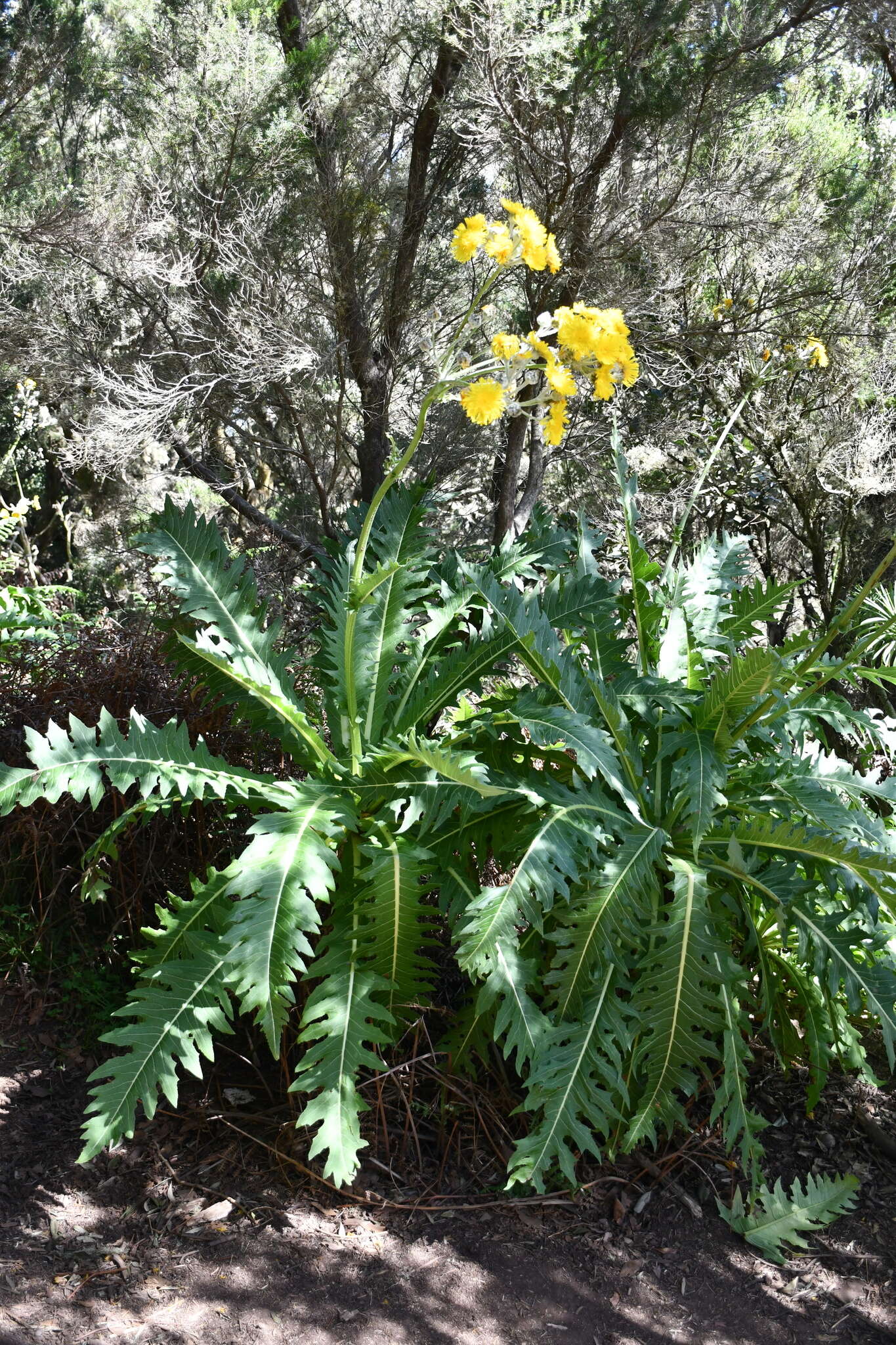 Imagem de Sonchus congestus Willd.