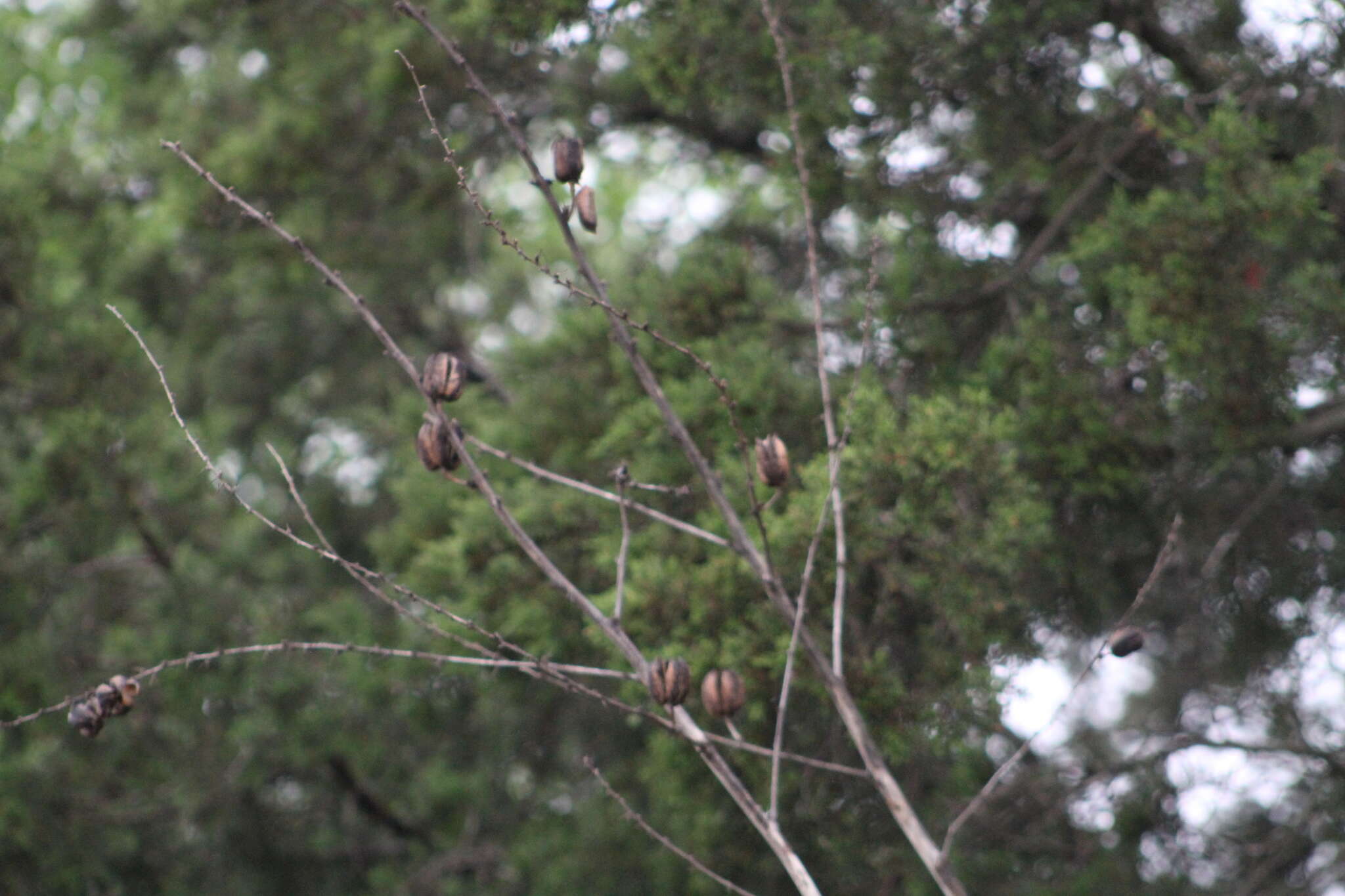 Image of Engelmann's false yucca