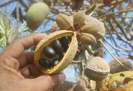 Слика од Sterculia apetala (Jacq.) Karst.