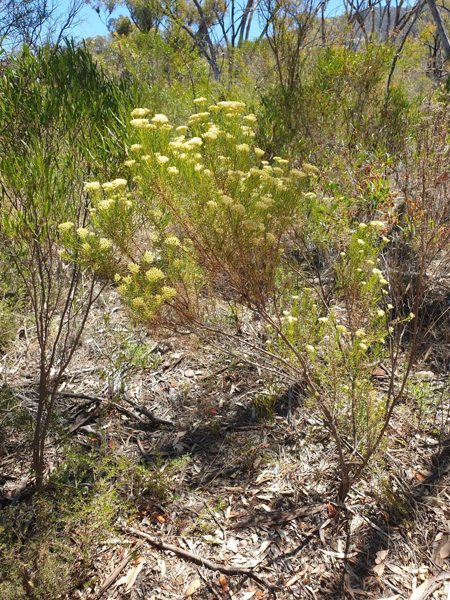 Cassinia laevis R. Br. resmi