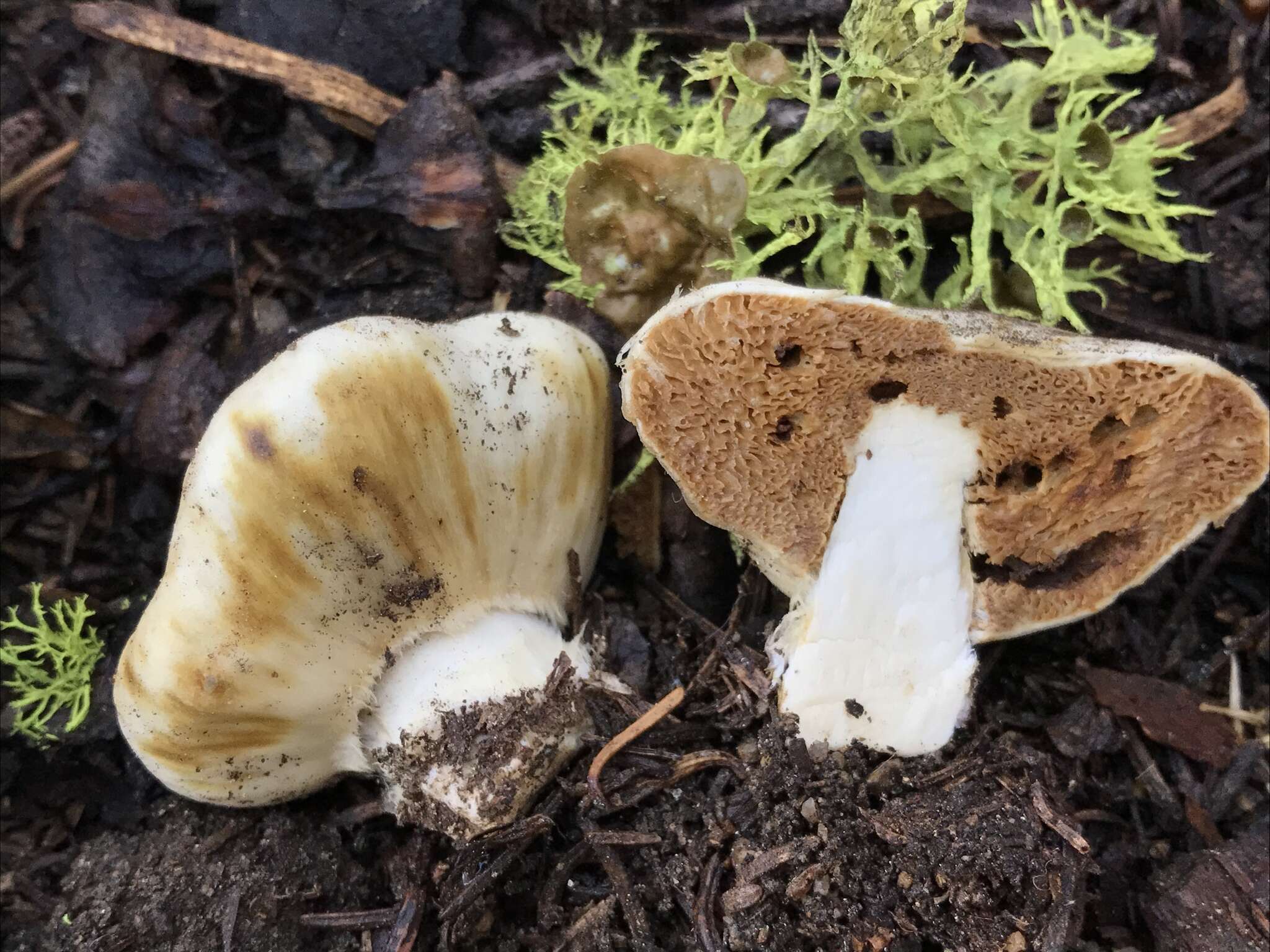 Image of Cortinarius pinguis (Zeller) Peintner & M. M. Moser 2002