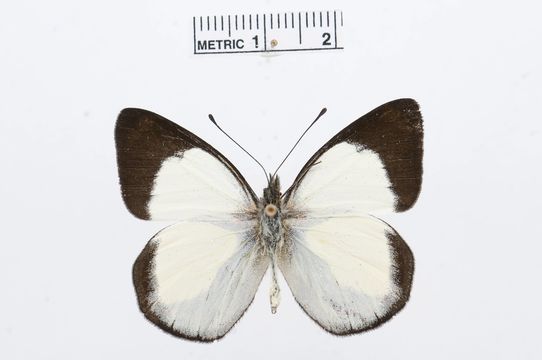 Image of <i>Delias dixeyi</i> Kenrick 1909