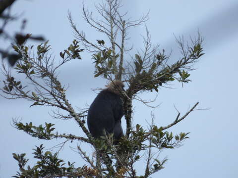 Image de Langur Du Nilgiri