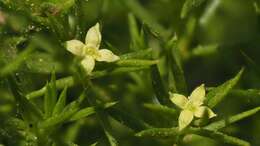 Image of Andrews' bedstraw