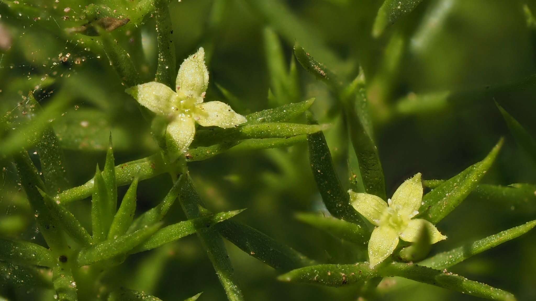 Image of Andrews' bedstraw