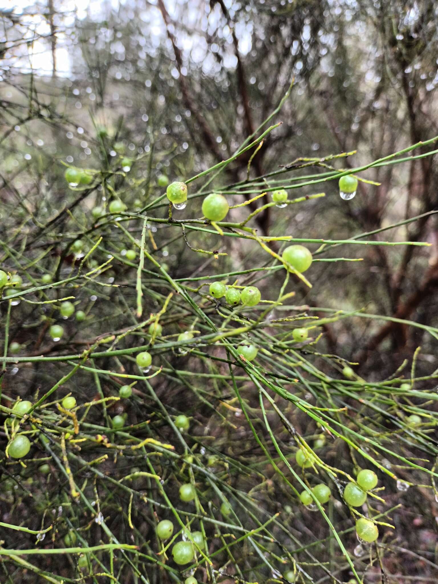 Image of Leptomeria acida R. Br.