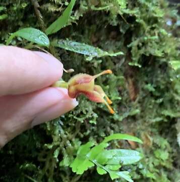 Plancia ëd Masdevallia molossoides Kraenzl.