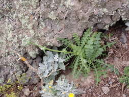 Image of Sonchus radicatus Ait.