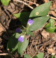 Cynarospermum asperrimum (Nees) K. Vollesen resmi