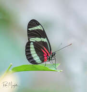 Image of Heliconius hewitsoni Staudinger 1875