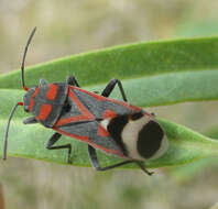 صورة Graptostethus septus (Germar & E. F. 1837)