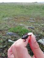 Image of Hensel’s Swamp Frog