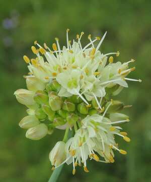 Image of Allium ericetorum Thore