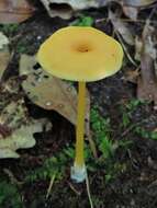 Image of Entoloma unicolor (Peck) Hesler 1967