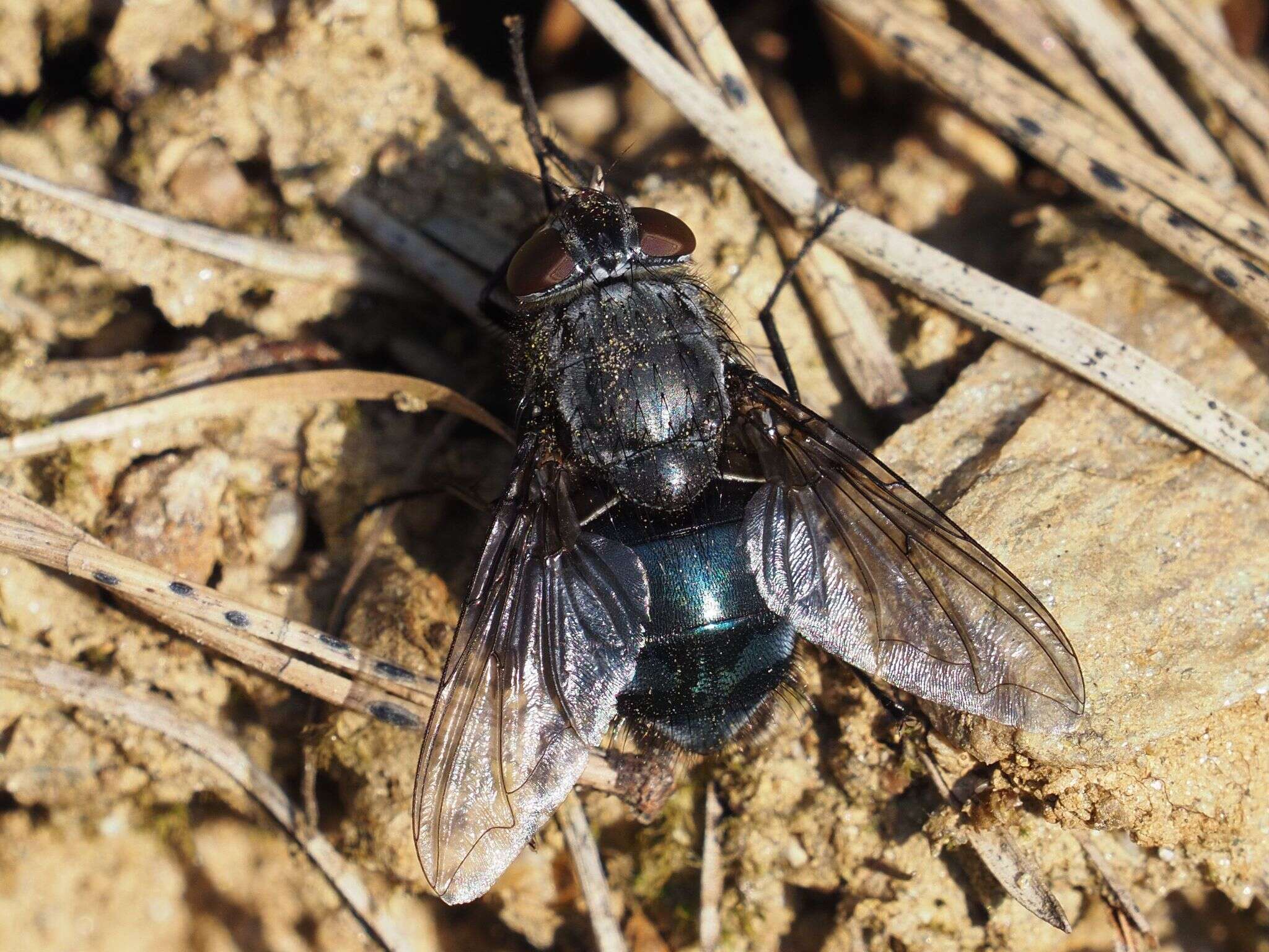 Image of Calliphora uralensis Villeneuve 1922