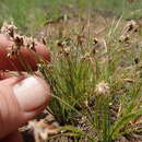 Image of Bulbostylis oritrephes (Ridl.) C. B. Clarke