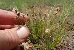 Image of Bulbostylis oritrephes (Ridl.) C. B. Clarke