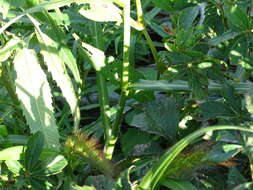 Image of Long-Awn Cock's-Spur Grass