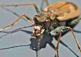 Image of Neocicindela latecincta (White 1846)