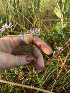 Image of Ionactis repens G. L. Nesom