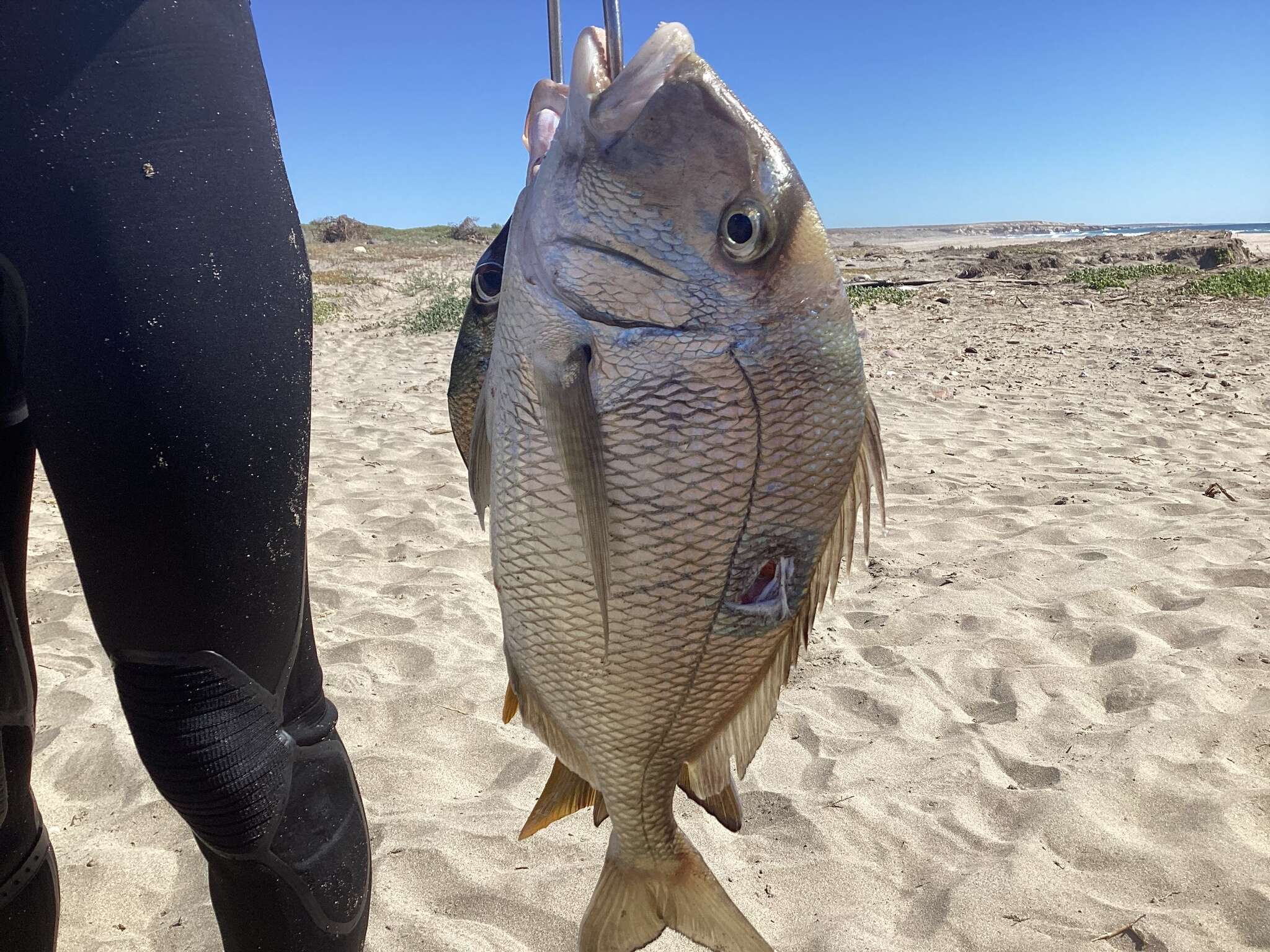 Image of Pacific porgy