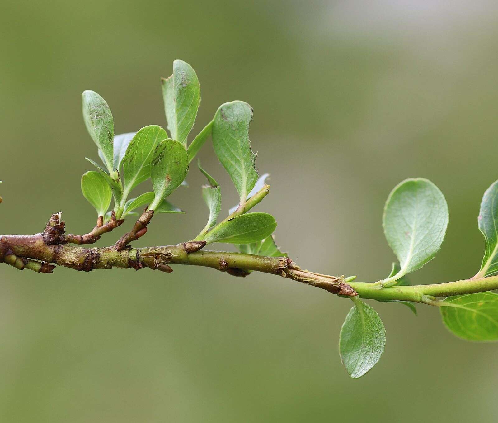 Image of Blunt-leaved Willow