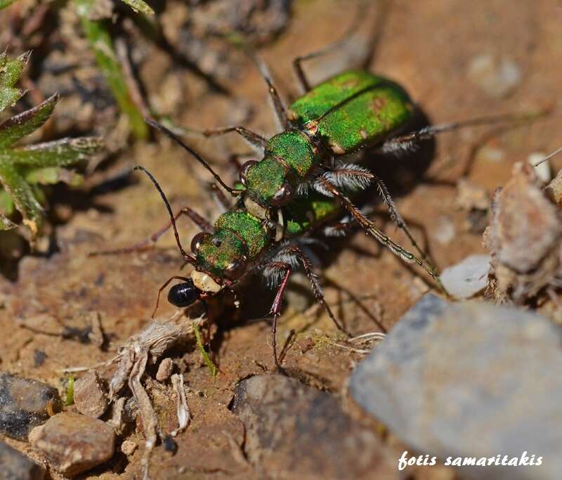 Image of Cicindela (Cicindela) campestris suffriani Loew 1843