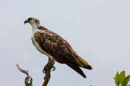 Image of ospreys