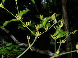 Image de Phoradendron racemosum (Aubl.) Krug & Urban