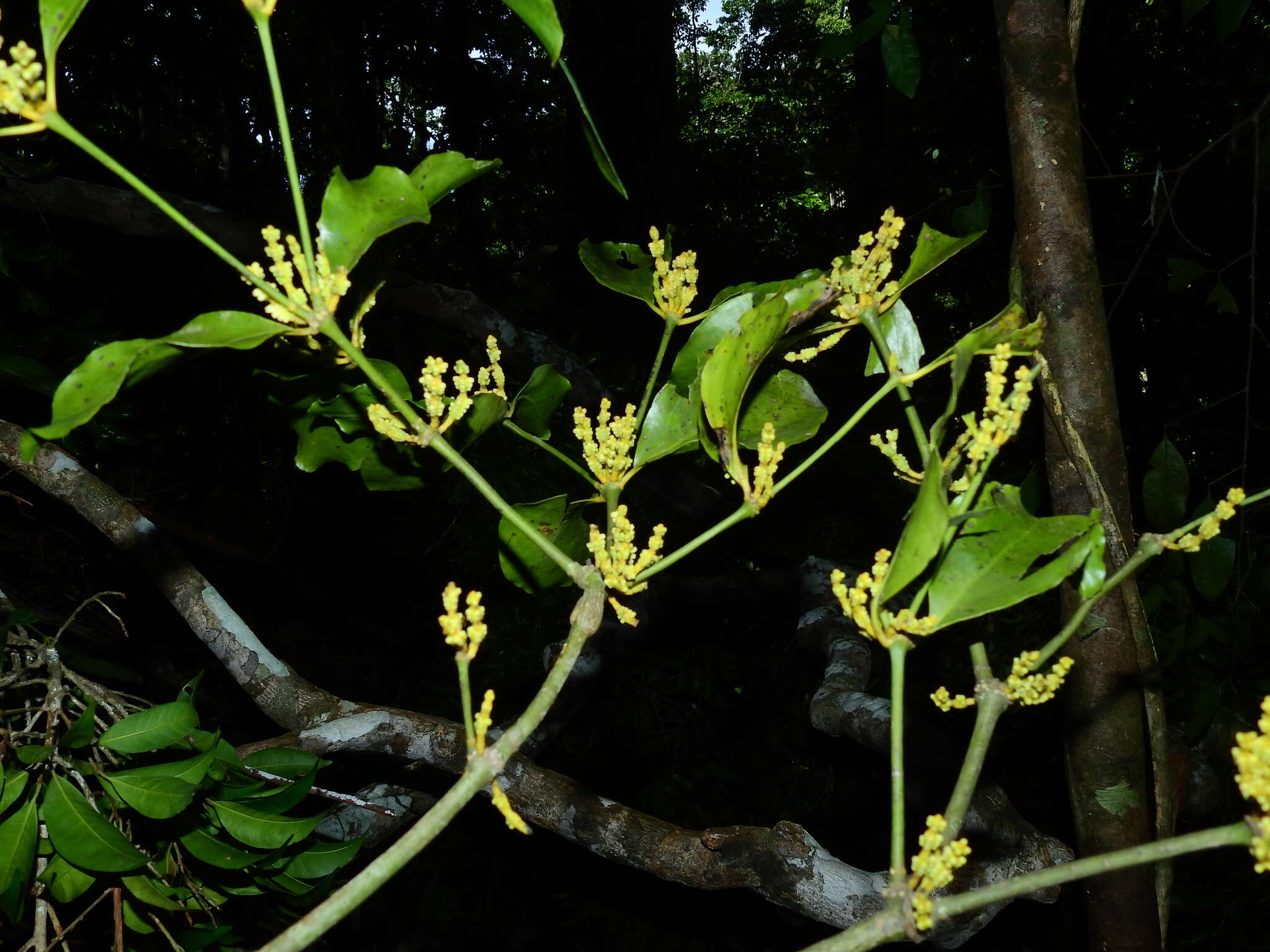 Image de Phoradendron racemosum (Aubl.) Krug & Urban