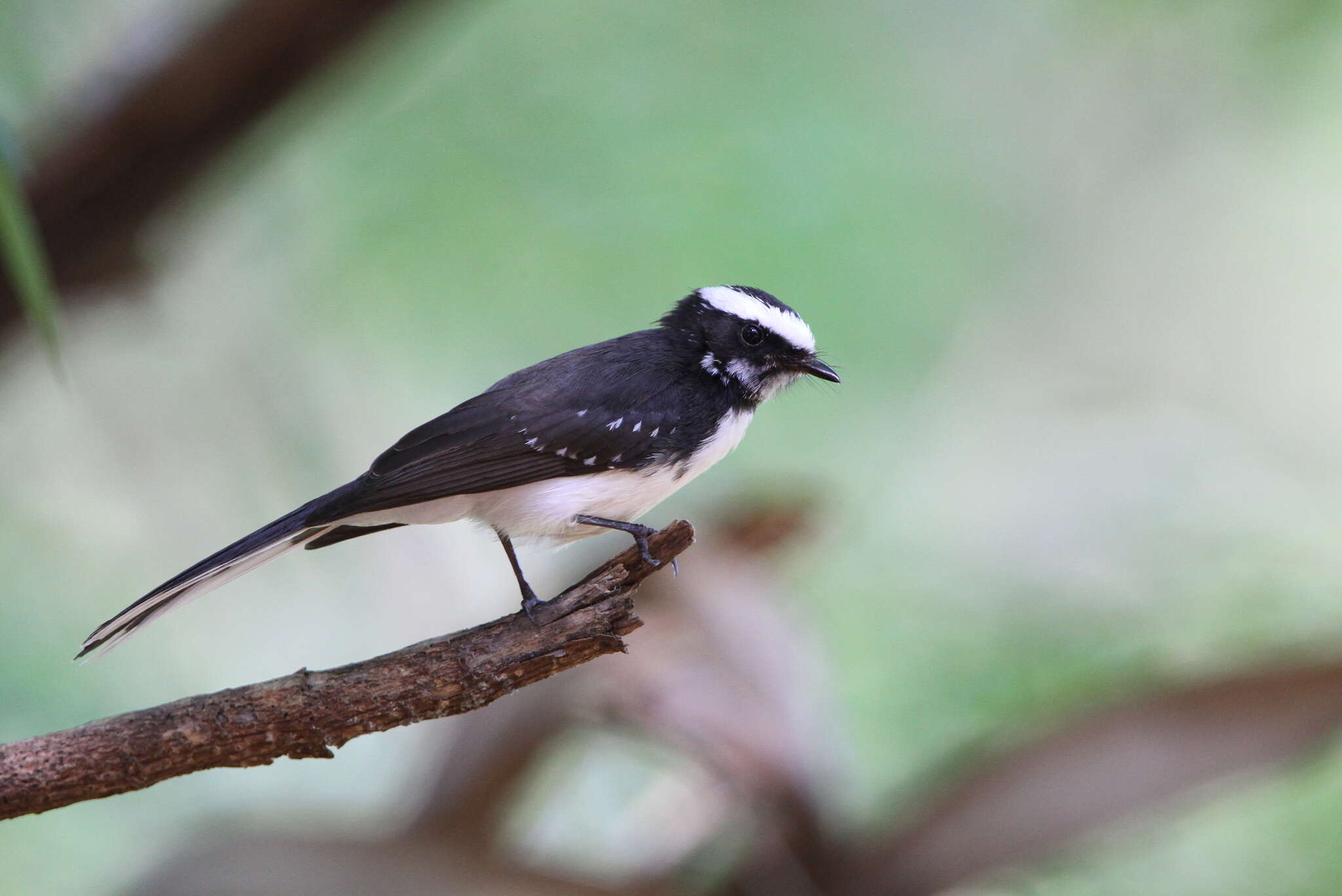 Image of White-browed Fantail