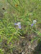 Image of mealycup sage