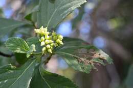 Image of Varronia foliosa (Mart. & Gal.) A. Borhidi