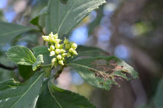 Image of Varronia foliosa (Mart. & Gal.) A. Borhidi