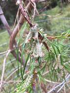 Image of Red-headed Pine Sawfly