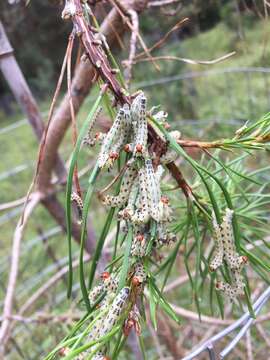 Image of Red-headed Pine Sawfly