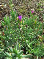 Image of Lampranthus emarginatus (L.) N. E. Br.