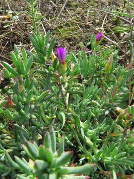 Image of Lampranthus emarginatus (L.) N. E. Br.